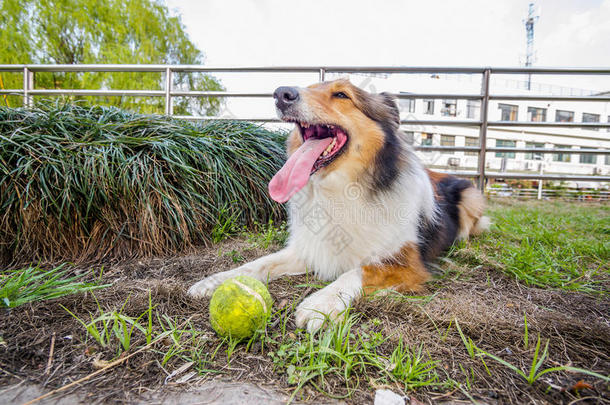 设得兰牧羊犬，牧羊犬，<strong>大嘴巴</strong>带球