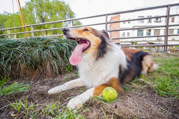 设得兰牧羊犬，牧羊犬，<strong>大嘴巴</strong>带球