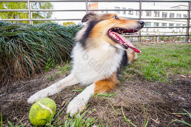 设得兰牧羊犬，牧羊犬，大嘴巴带球