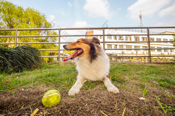 设得兰牧羊犬，牧羊犬，<strong>大嘴巴</strong>带球