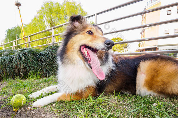 设得兰牧羊犬，牧羊犬，大嘴巴带球