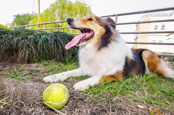 设得兰牧羊犬，牧羊犬，<strong>大嘴巴</strong>带球