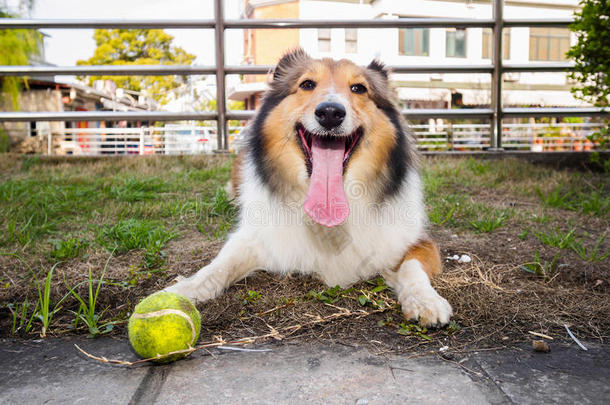 设得兰牧羊犬，牧羊犬，<strong>大嘴巴</strong>带球