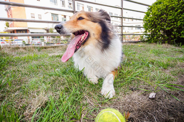 设得兰牧羊犬，牧羊犬，<strong>大嘴巴</strong>带球