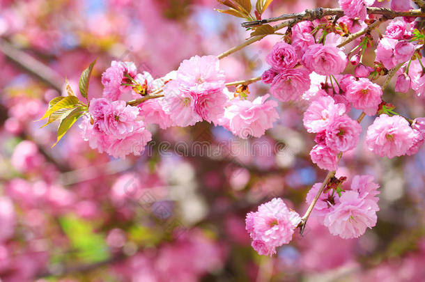 樱花。春天樱花盛开，美丽的粉红色花朵