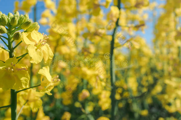 油菜花油菜花照片