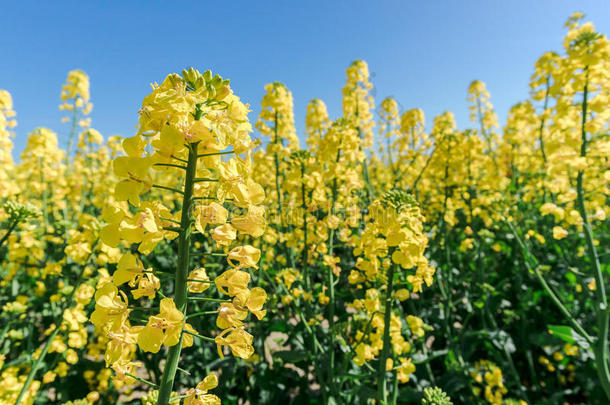 油菜花油菜花照片