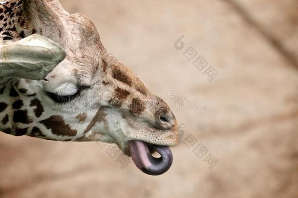 长颈鹿在玩舌头