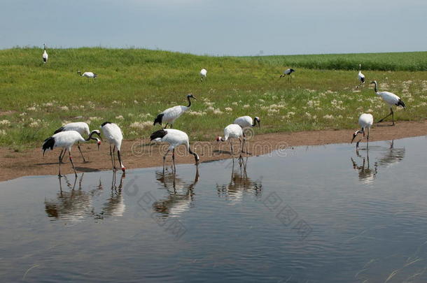 扎龙湿地自然保护区丹顶鹤种群研究