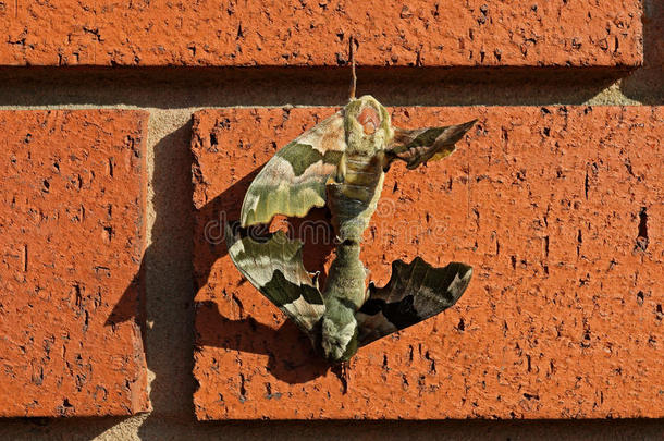 蛾子在砖墙上交配