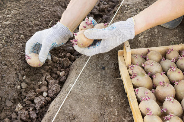 在你的花园里人工<strong>种植土豆</strong>