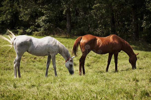 两匹<strong>纯</strong>种马在草地上吃草的画面。灰栗色<strong>纯</strong>种马
