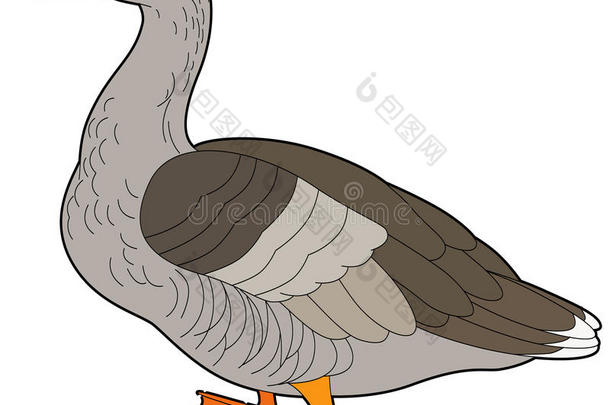 卡通动物-鹅-扁平的颜色风格