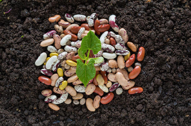 大豆种子在土壤中<strong>萌发</strong>的顶视图