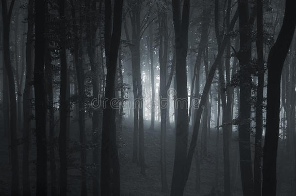 黑暗的雾气穿过森林里的树木