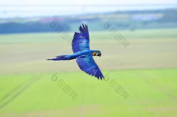 蓝色和黄色的金刚鹦鹉在田野上飞翔