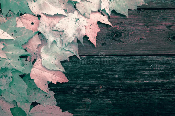 旧木板上的叶子-红外线