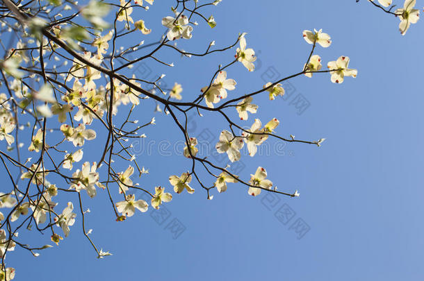 白色花山茱萸（山茱萸属）在蓝天下盛开
