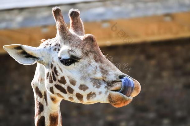 有趣的长颈鹿用舌头抠鼻子