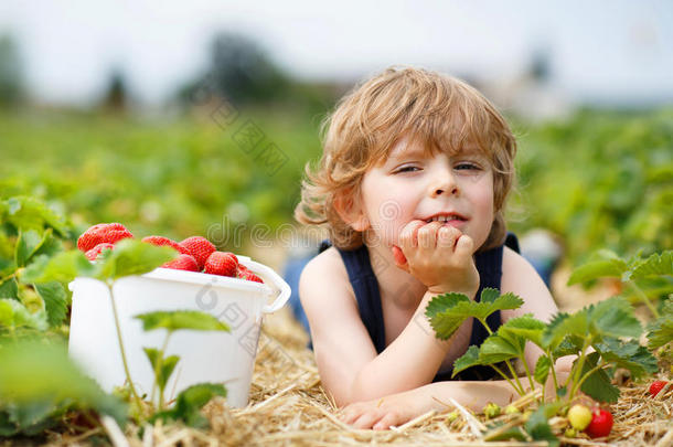 小男孩在草莓农场采摘和吃草莓