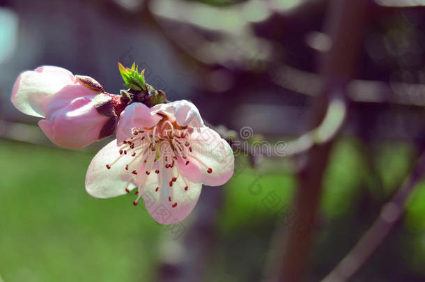 春天的桃花。