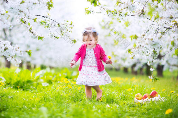 快乐的蹒跚学步的女孩在花圃里吃苹果