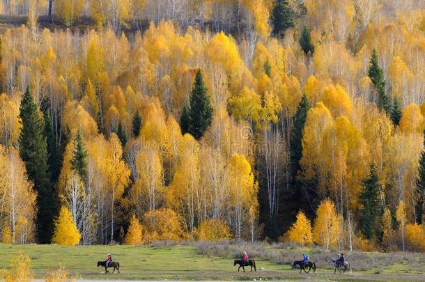 秋天新疆五颜六色的森林