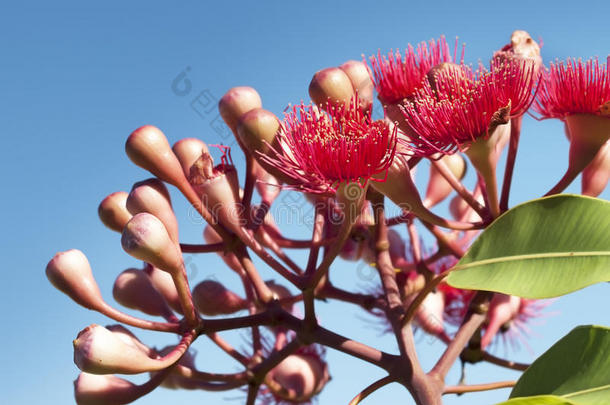 澳大利亚红血桉的花夏季红