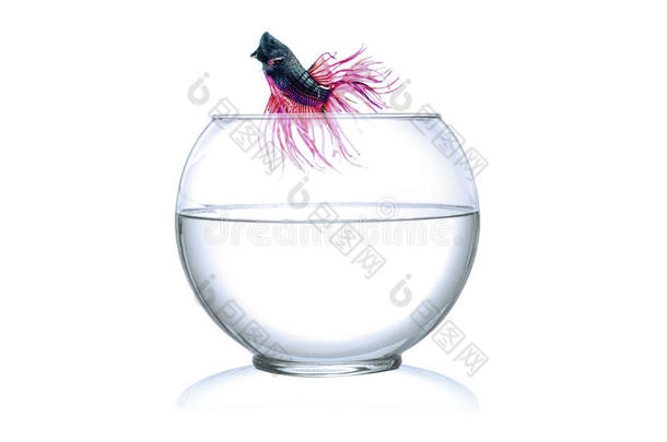 一条搏斗的鱼从孤立的鱼缸里<strong>跳出</strong>来，背景是白色的