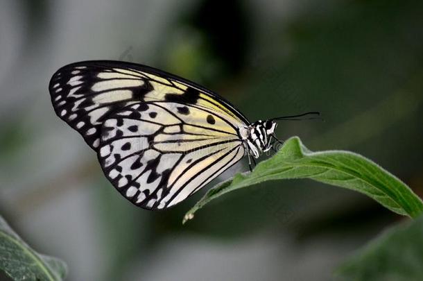 美丽的马拉巴尔树若虫蝴蝶在叶子上休息的特写镜头