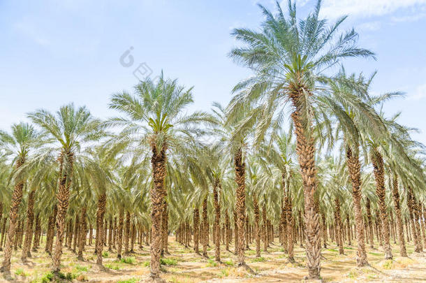 中东沙漠的枣椰果园
