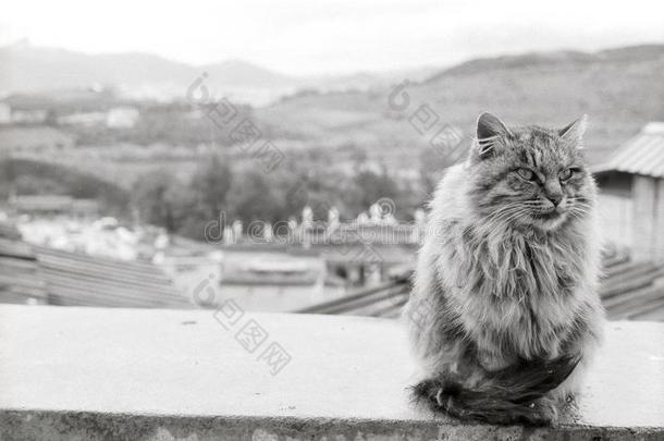 一只漂亮的猫住在松赞桂花寺