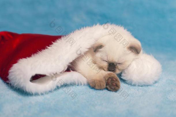 小猫睡在圣诞老人的帽子里