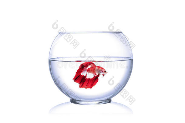 红暹罗斗鱼在鱼缸里，前面白底。。