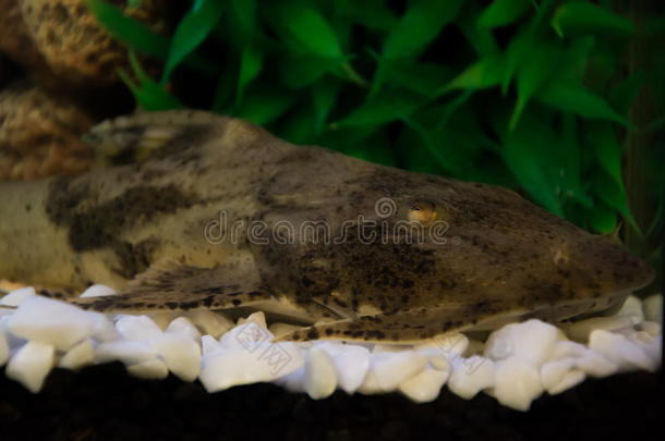 水族馆鲶鱼（hystomus plecostomus plecostomus），栖息在玄武岩土壤c