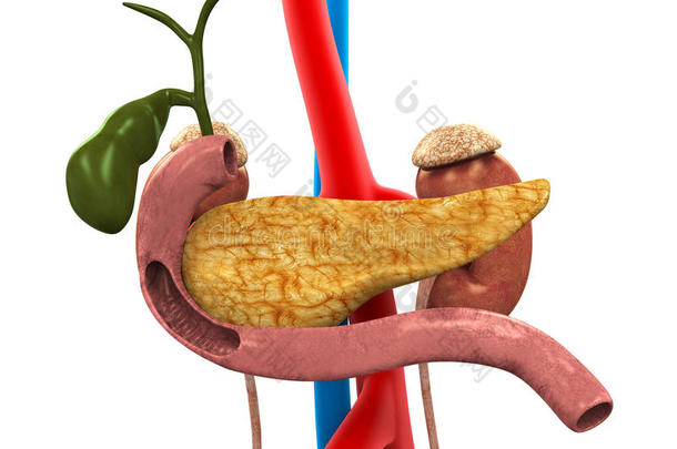 胰胆十二指肠解剖学