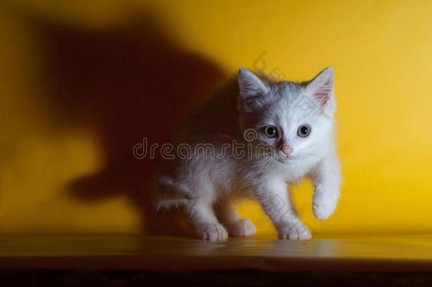 白色毛茸茸的小猫咪偷偷溜到黄色的猫咪身上
