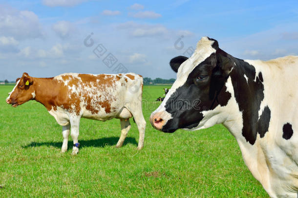 牛群在田里