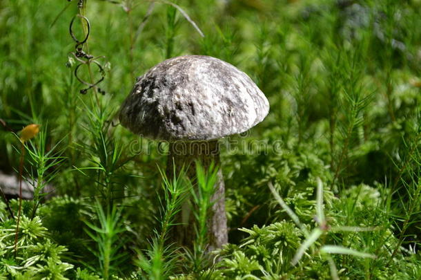 蘑菇蘑菇<strong>苔藓</strong>森林<strong>植被</strong>