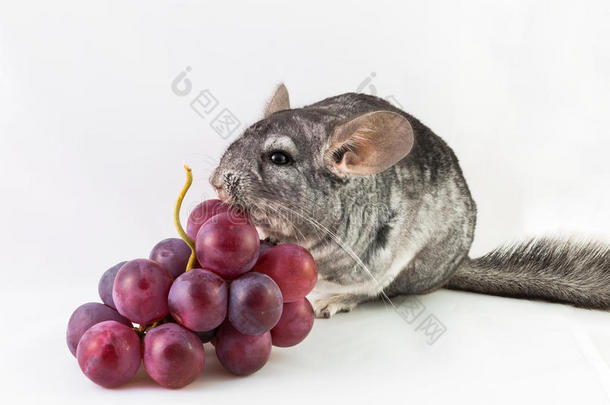 龙猫吃葡萄