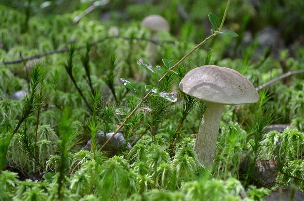 蘑菇蘑菇苔藓森林植被