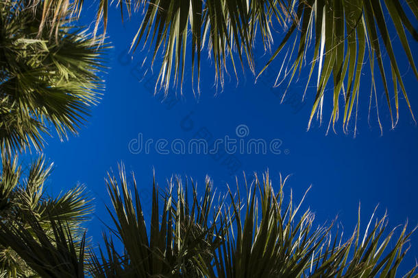 棕榈树叶子自由文本空间，热带背景。