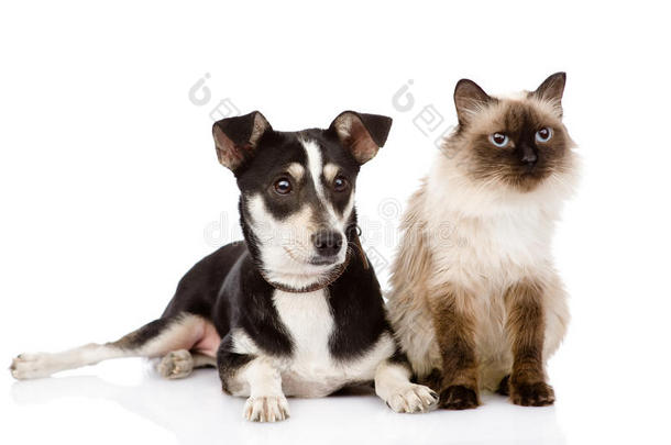 猫和小狗坐在前面。移开视线。等值线