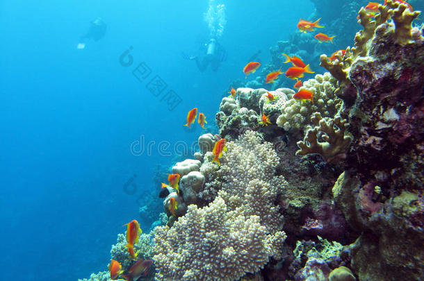 珊瑚礁与潜水员和外来鱼类在热带海底