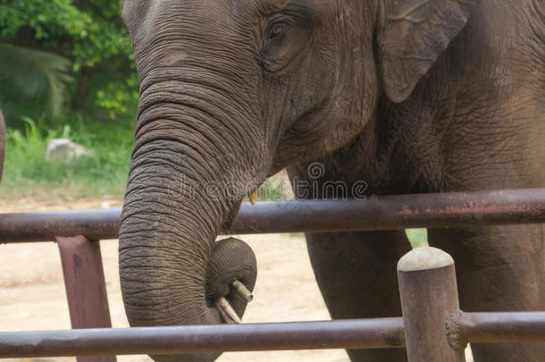 亚洲的<strong>大象</strong>.张泰国<strong>大象保护</strong>中心