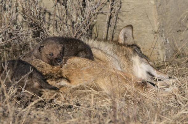 狼崽趴在妈妈身上