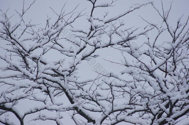 造型独特的白雪覆盖的树枝。