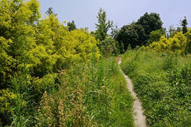 夏日的野草小径