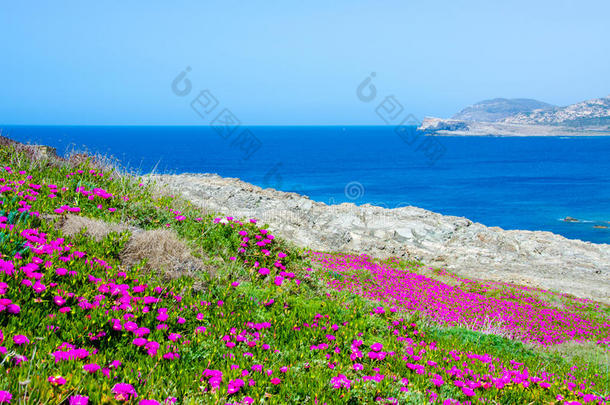 la pelosa Stitino-北部美丽的撒丁岛海岸