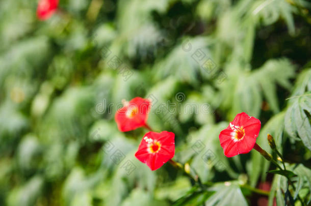 三朵小红花